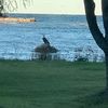 brad_hawk